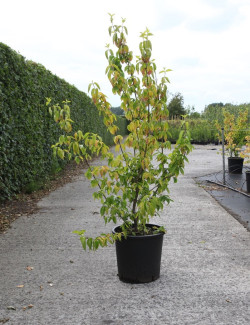 CORNUS mas AUREA En pot de 25-30 litres buisson hauteur 125-150 cm