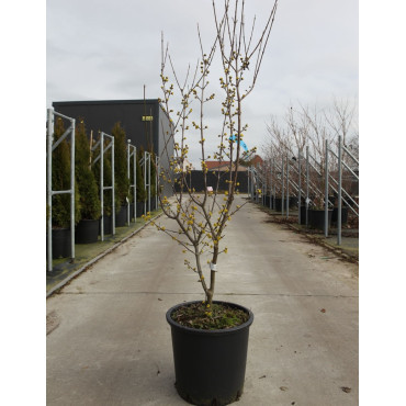 CORNUS mas AUREA En pot de 25-30 litres