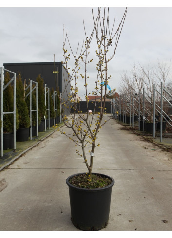 CORNUS mas AUREA En pot de 25-30 litres