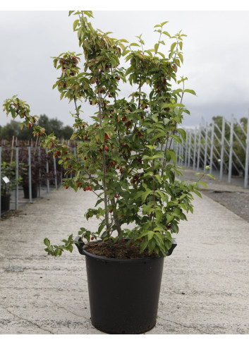 CORNUS mas AUREA En pot de 35-50 litres