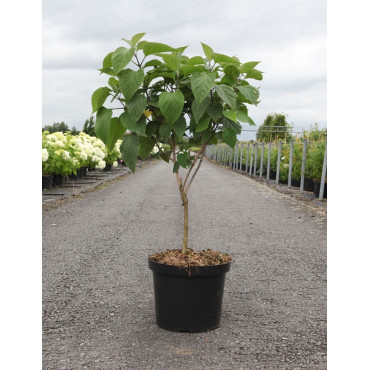 CLERODENDRUM trichotomum En pot de 10-12 litres