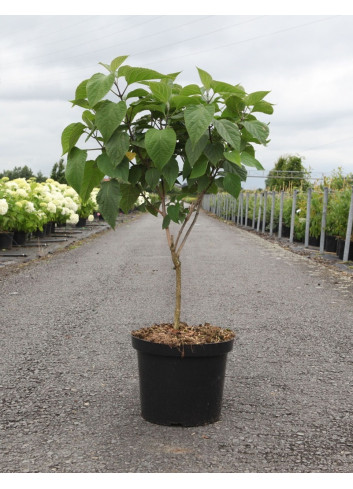 CLERODENDRUM trichotomum En pot de 10-12 litres