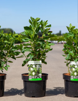 CLETHRA alnifolia En pot de 3-4 litres buisson hauteur 040-060 cm