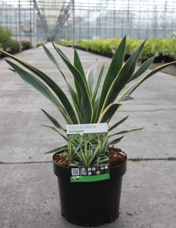 YUCCA gloriosa VARIEGATA En pot de 7-10 litres