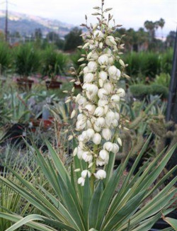 YUCCA gloriosa VARIEGATA