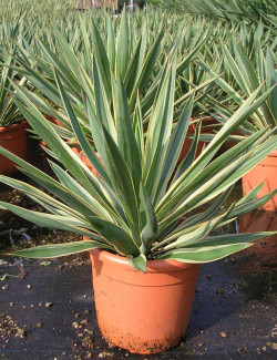 YUCCA gloriosa VARIEGATA