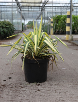 YUCCA filamentosa COLOR GUARD En pot de 7-10 litres