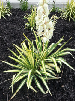 YUCCA filamentosa COLOR GUARD