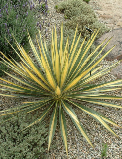 YUCCA filamentosa COLOR GUARD