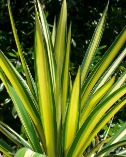 YUCCA filamentosa COLOR GUARD