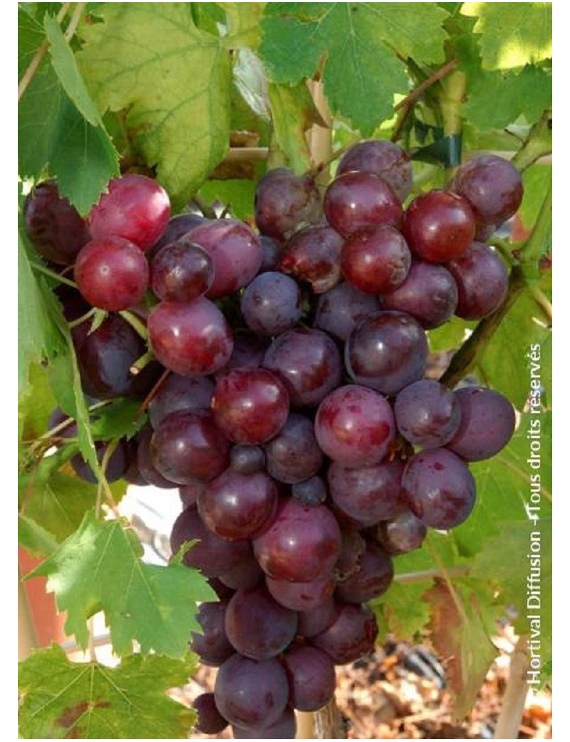VIGNE DE TABLE CARDINAL VIGNE DE TABLE CARDINAL