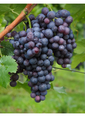 VIGNE DE TABLE ALPHONSE LAVALLÉE