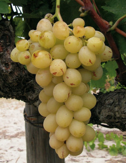vigne-italia-vitis-vinifera-italia.jpg