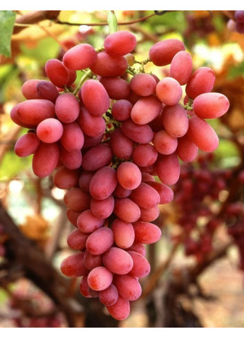 VIGNE DE TABLE MISS PINK®