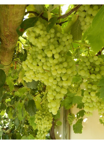 VIGNE DE TABLE PERLETTE