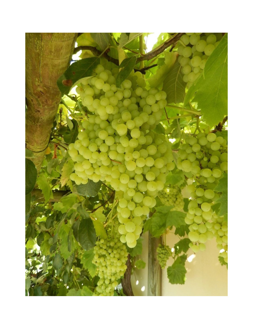 VIGNE DE TABLE PERLETTE
