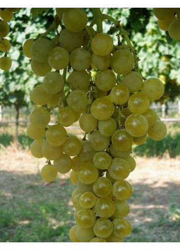 VIGNE DE TABLE GOLDLIFE MUSCAT®