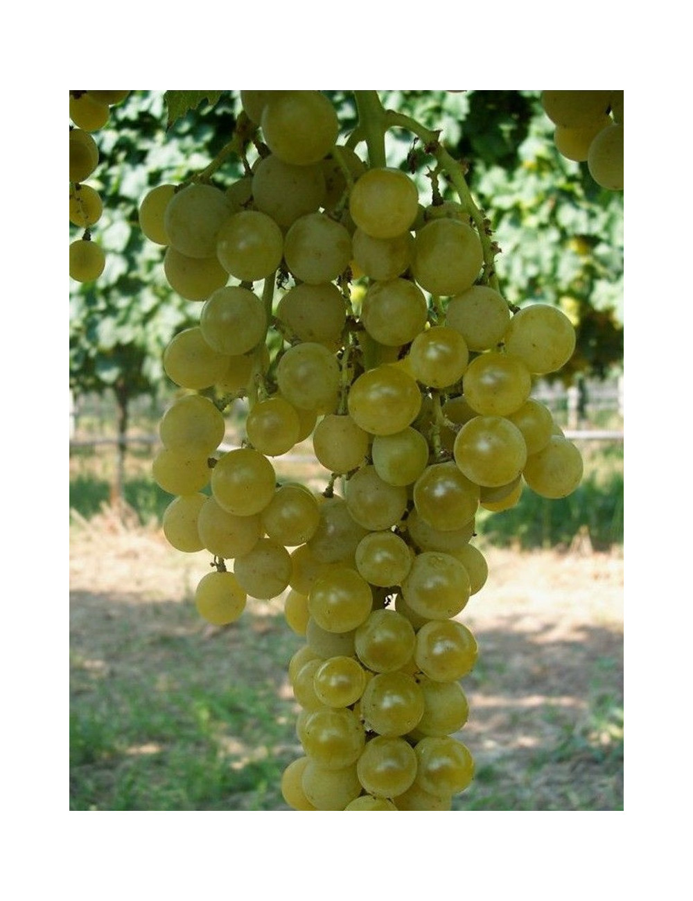 VIGNE DE TABLE GOLDLIFE MUSCAT®