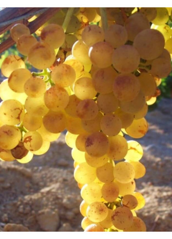 VIGNE DE TABLE GOLDBERY