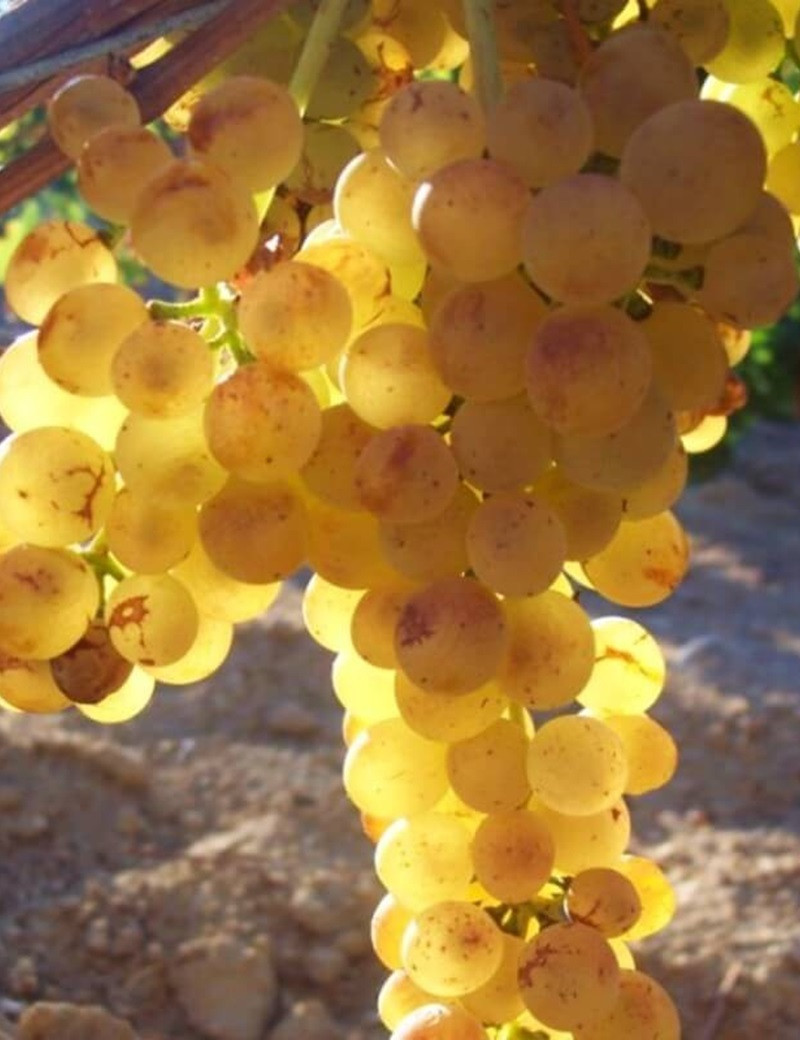 VIGNE DE TABLE GOLDBERY VIGNE DE TABLE GOLDBERY