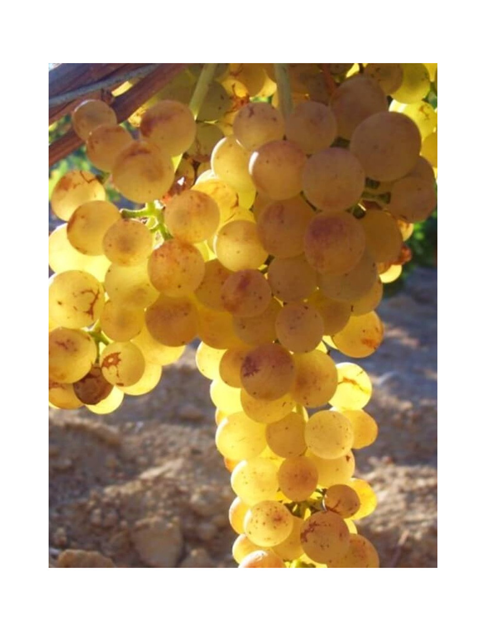 VIGNE DE TABLE GOLDBERY