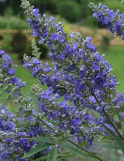 gattilier-delta-blues-vitex-agnus-castus-delta-blues-1.jpg