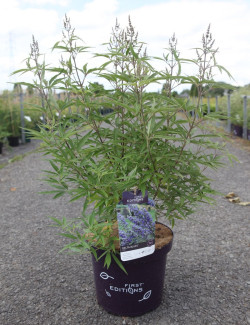 VITEX agnus-castus BLUE DELTA BLUES En pot de 10-12 litres