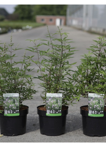 VITEX agnus-castus PINK PINNACLE En pot de 3-4 litres