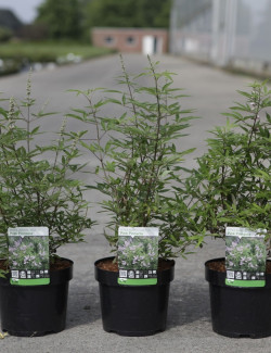 VITEX agnus-castus PINK PINNACLE En pot de 3-4 litres