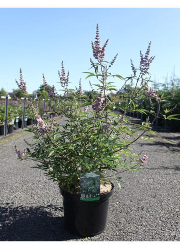 VITEX agnus-castus PINK PINNACLE En pot de 10-12 litres
