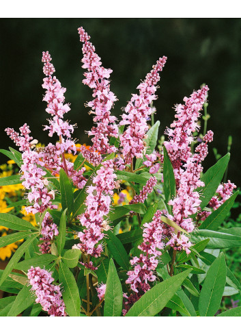VITEX agnus-castus PINK PINNACLE