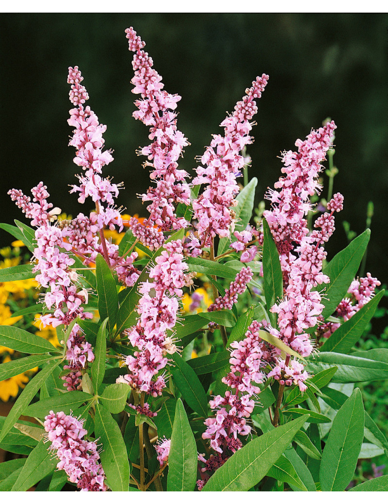 VITEX agnus-castus PINK PINNACLE VITEX agnus-castus PINK PINNACLE