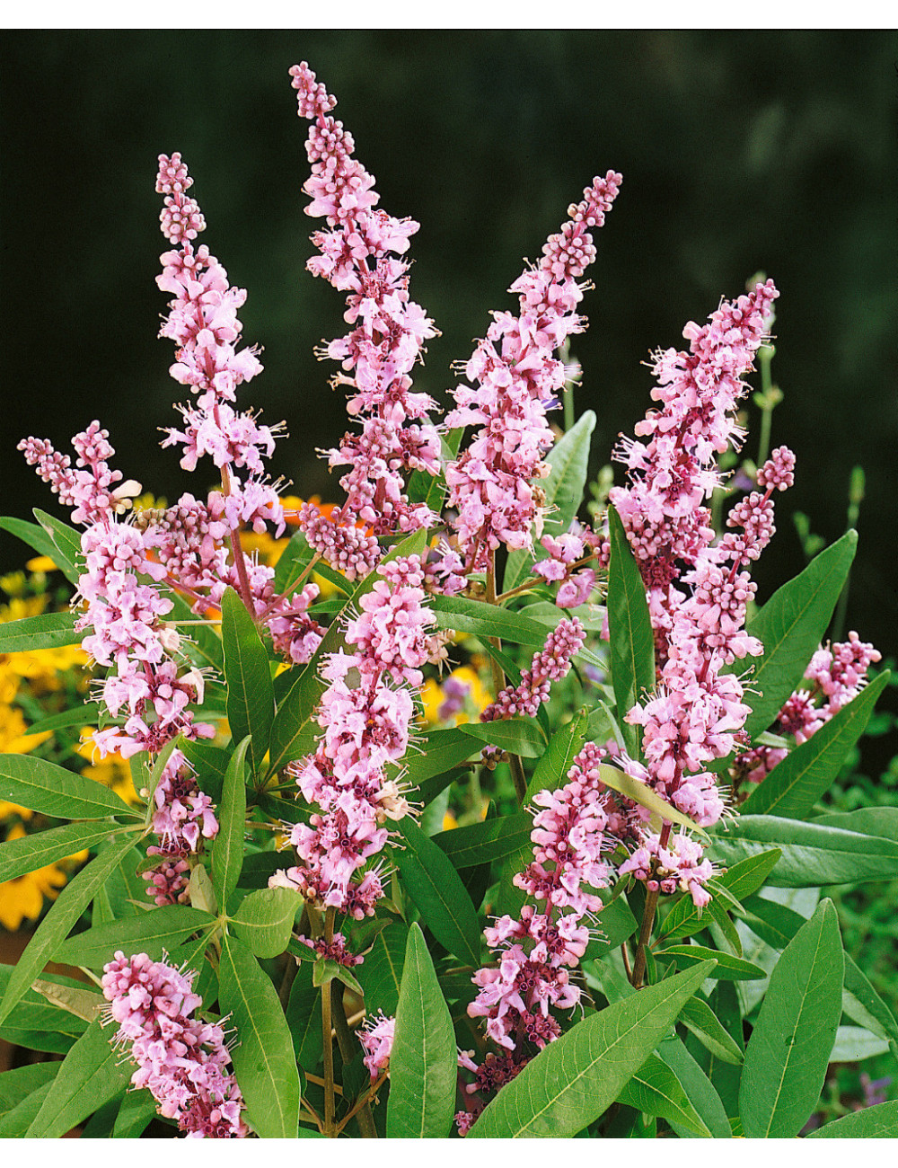 VITEX agnus-castus PINK PINNACLE