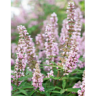 VITEX agnus-castus PINK PINNACLE