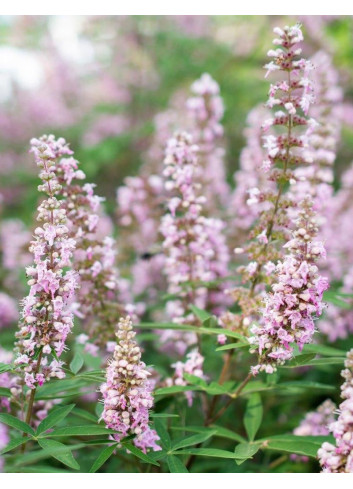 VITEX agnus-castus PINK PINNACLE