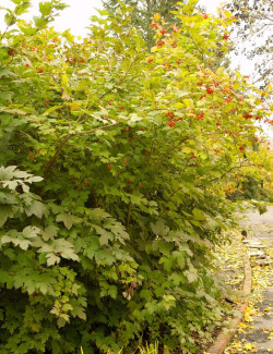 VIBURNUM trilobum WENTWORTH®