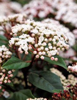 VIBURNUM tinus SPIRIT