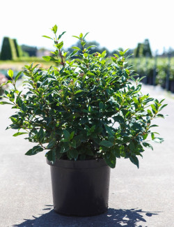 VIBURNUM tinus SPIRIT En pot de 10-12 litres