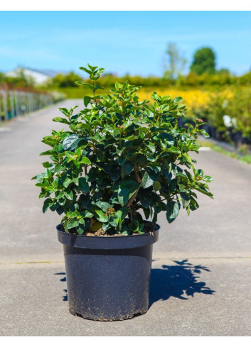 VIBURNUM tinus LISAROSE® En pot de 10-12 litres