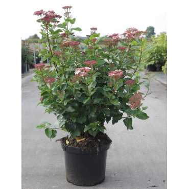 VIBURNUM tinus LISAROSE® En pot de 10-12 litres