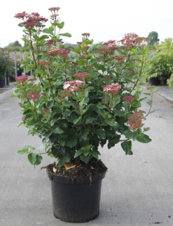 VIBURNUM tinus LISAROSE® En pot de 10-12 litres