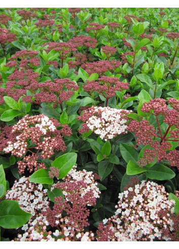 VIBURNUM tinus LISAROSE®