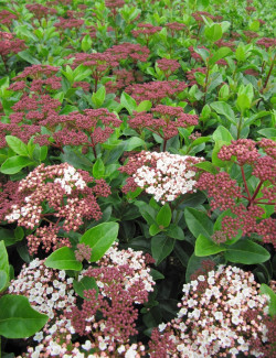 VIBURNUM tinus LISAROSE®