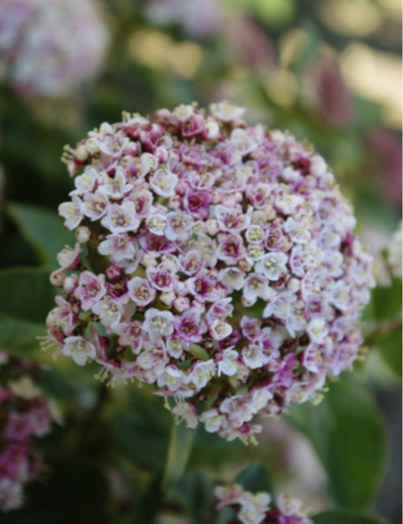 VIBURNUM tinus LISAROSE®