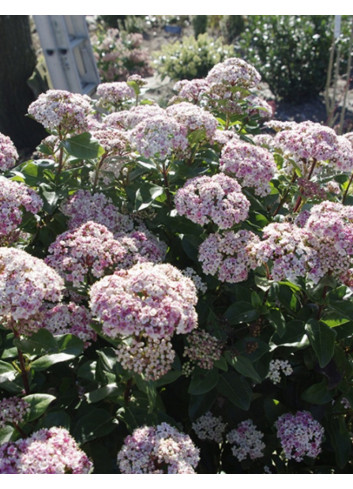 VIBURNUM tinus LISAROSE®