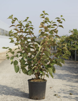VIBURNUM plicatum OPENING DAY® En pot de 10-12 litres