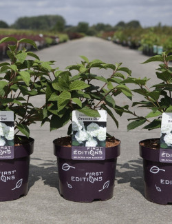 VIBURNUM plicatum OPENING DAY® En pot de 4-5 litres