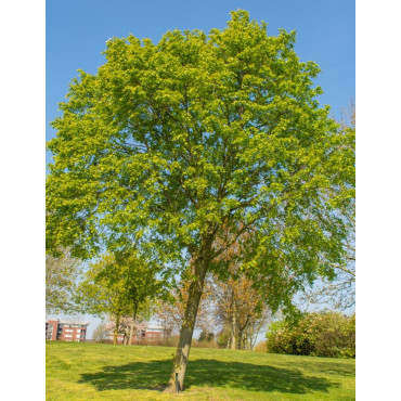 TILIA mongolica