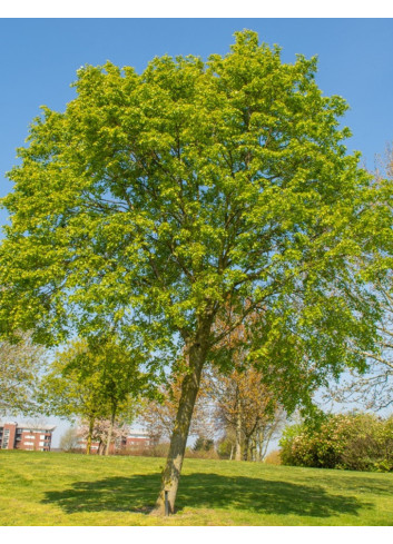 TILIA mongolica