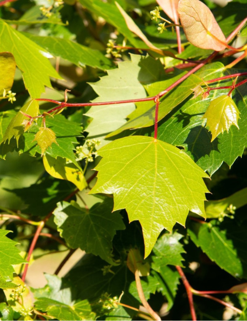 TILIA mongolica